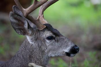 White tailed deer free images, public domain images