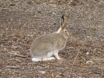 The Online Zoo - White-tailed Jackrabbit