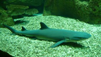 White Tip Shark