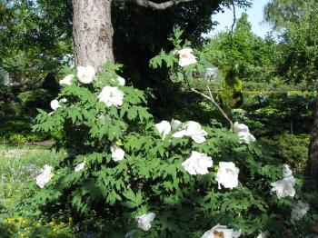 Tree Peonies | Palmiters Garden Nursery