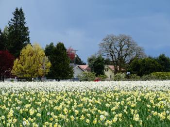 White Tulip Fields