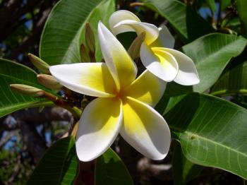 White Yellow Plumeria Flower in Bloom during Day Time