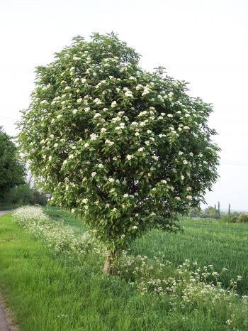 May - Bastard Service Tree or Oak-leaf Mountain Ash (Sorbus x ...