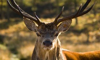 Scottish Quality Wild Venison – Quality. Assured.