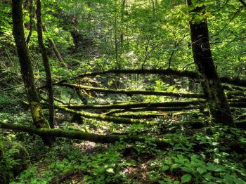 Wild Forest Background by Burtn on DeviantArt