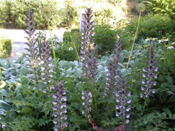 Acanthus hungaricus (Bear's Breeches) | Gardening | Pinterest | Gardens