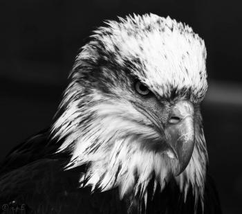 Adler - Weißkopfseeadler | Wild Life/Wild Animals | Pinterest | Wild ...