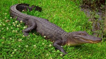 Wild alligator in the swampy areas of Cajun country Stock Video ...
