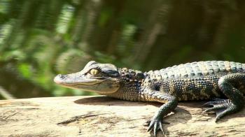 Learn about the life cycle of a wild #alligator in the Everglades ...