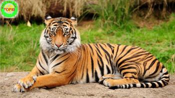 Top 10 Wild Animals of India - YouTube