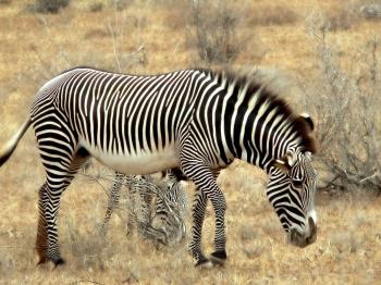 animal pictures