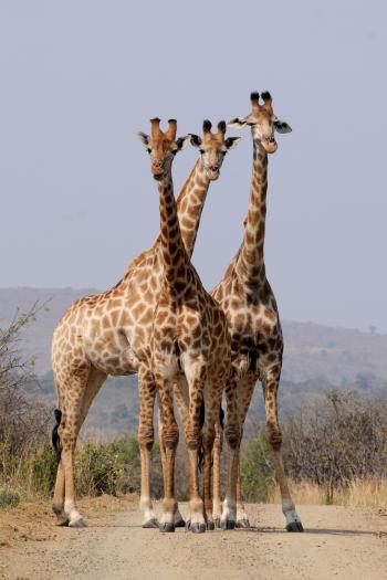 Free Images : formation, wildlife, pattern, mammal, national park ...