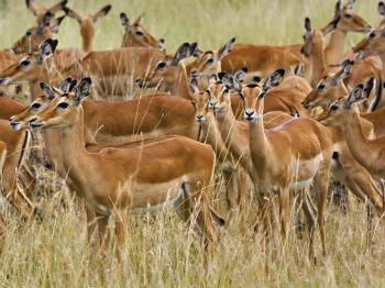 Beautiful dangerous wild animals pets of Africa: Beautiful dangerous ...