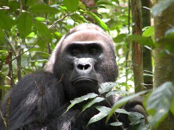 Trials to vaccinate wild apes due to start next month | whogivesamonkeys
