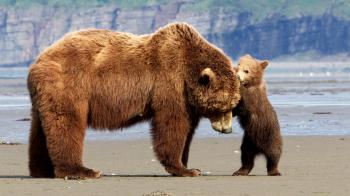 Bear Beach Bash - Destination Wild Video - National Geographic Channel