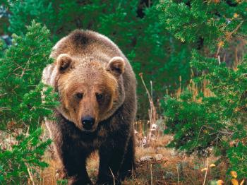 Bear Pictures - Forest Wild Grizzly Bear