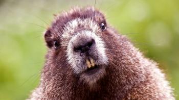 Beaver Wild Animal | Download HD Wallpapers