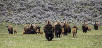 Wild Bisons