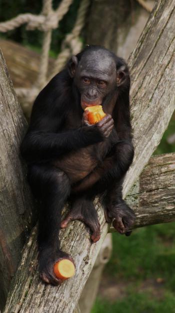 Wild Bonobo