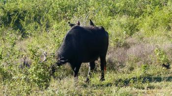 birds on wild buffalo in Sri Lanka 4k Stock Video Footage - VideoBlocks