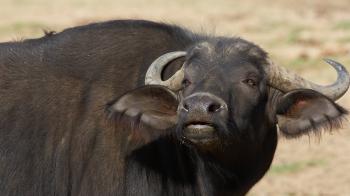Wild Cattle | San Diego Zoo Animals & Plants