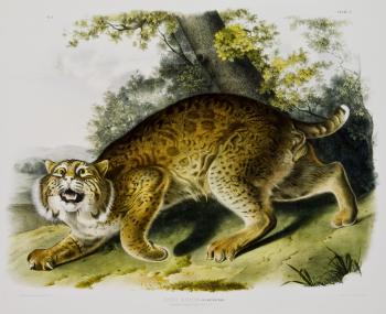 Announcing the Opening of a New American Wildlife Gallery – Rockwell ...