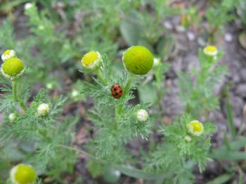 our wild chamomile | wild*crafty