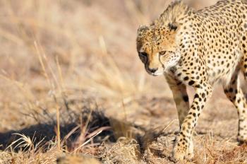 Cheetah wild cat muzzle light wallpaper | 2560x1700 | 202026 ...
