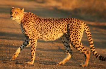 Cheetah - Wikipedia