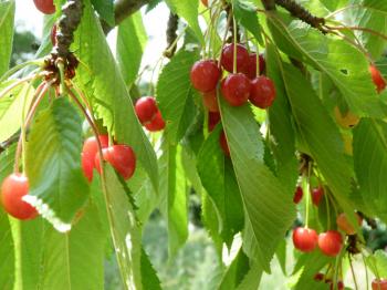 Deborah Lawrenson: Wild cherries