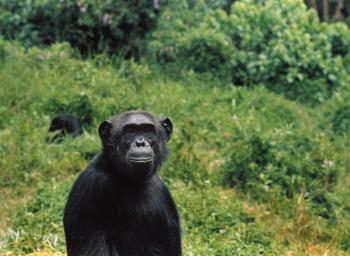 Jane Goodall's Wild Chimpanzees