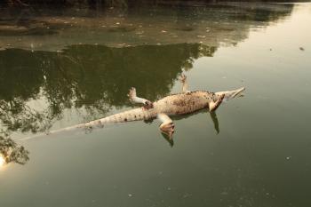 Croc Shock - Stranger Than Nature Gallery - Nat Geo WILD