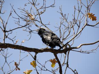 Wild Crow in Sequoia National Park