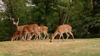 Slow motion video of wild Deer family group move in wild nature of ...