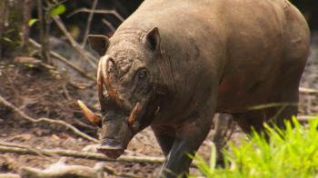 The Bizarre "Pig Deer" - Destination Wild Video - National ...