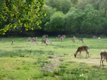 Free Stock photo of wild deer | Photoeverywhere