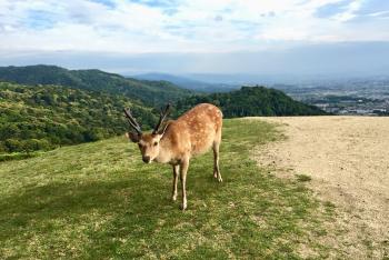 Nara, Japan - Home to 1200+ Wild Deer — Steemit