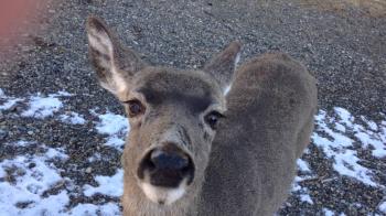 Petting a Wild Deer - YouTube