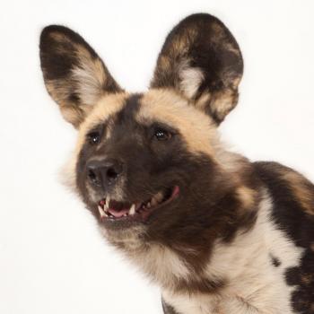 African Wild Dog | National Geographic