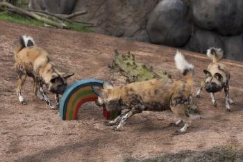 African wild dog | Oregon Zoo