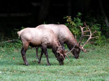 Wild Elks