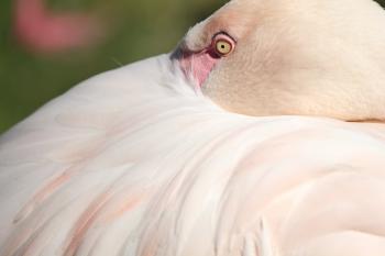 Wild Flamingo
