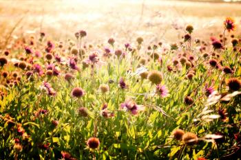 Wildflower Field Free Stock Photo - Public Domain Pictures