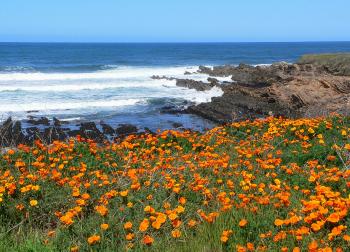 5 Top Tips for Growing Wildflowers