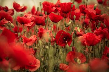 25 Gorgeous Photos of Spring Wildflowers - Topaz Labs Blog