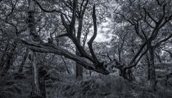 Wild Forest Free Stock Photo - Public Domain Pictures