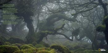 Nat Geo Wild: "FOREST" Print Ad by DDB Paris