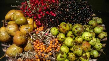 Super Simple Wild Fruit Leathers – Galloway Wild Foods
