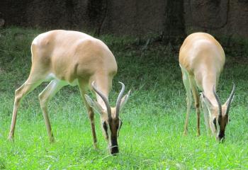 Wild Gazelles