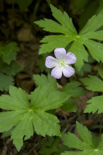 Geranium maculatum - Wikipedia